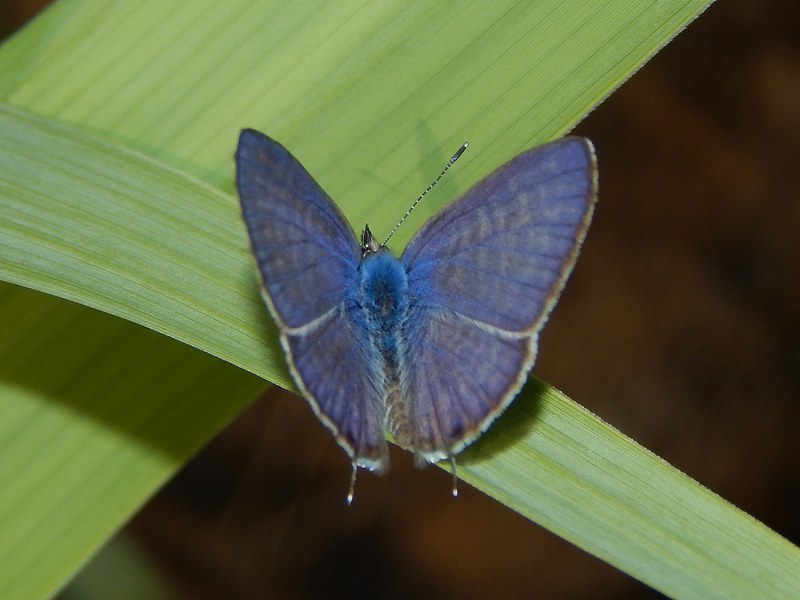 Leptotes pirithous